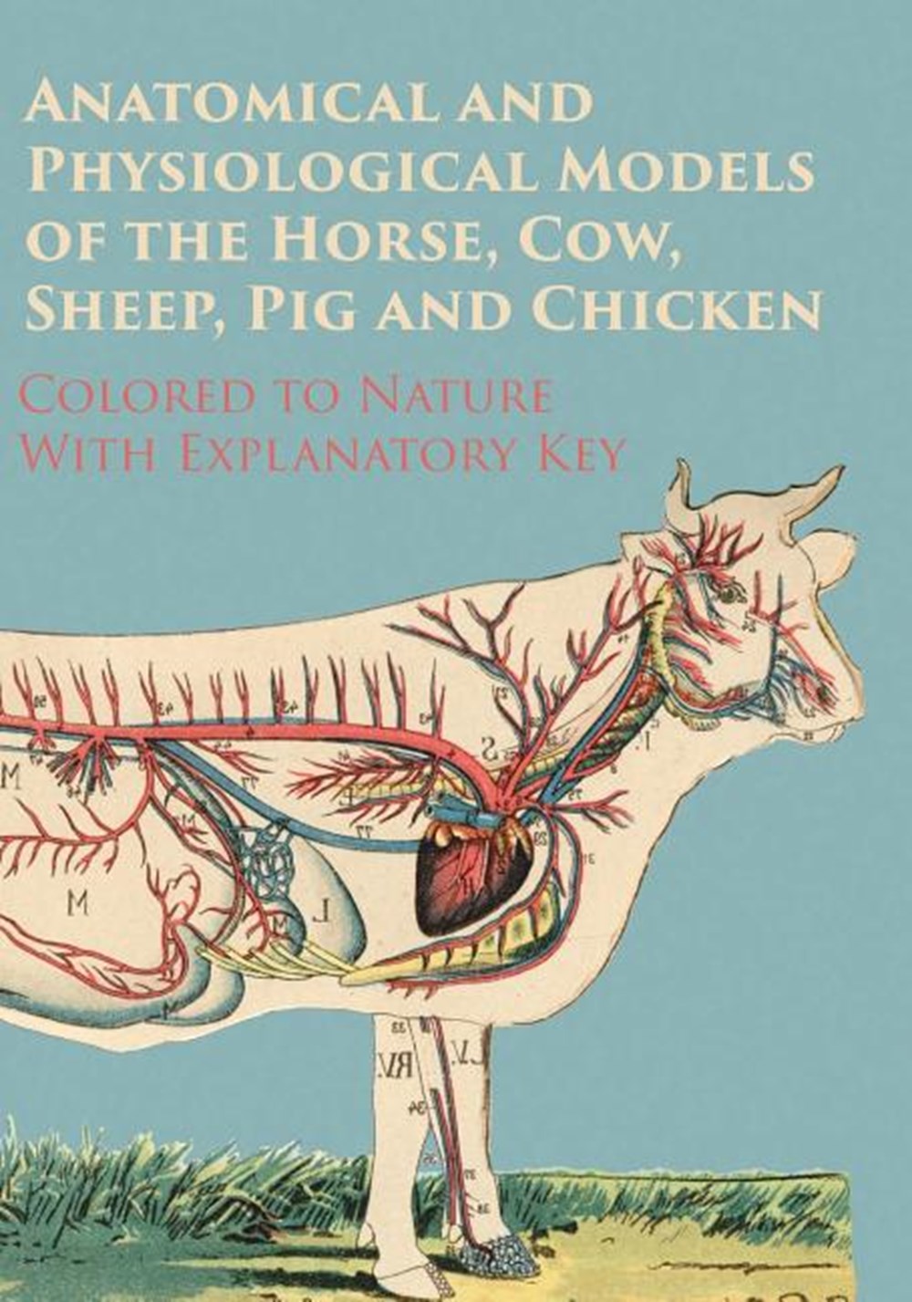 Anatomical and Physiological Models of the Horse, Cow, Sheep, Pig and Chicken - Colored to Nature - 