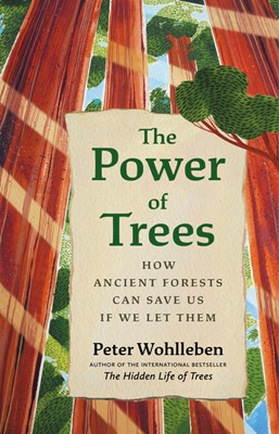 The Power of Trees: How Ancient Forests Can Save Us If We Let Them